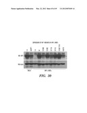 HIF INHIBITORS AND USE THEREOF diagram and image