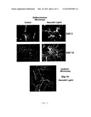 Therapy for Promoting Cell Growth diagram and image