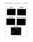 Therapy for Promoting Cell Growth diagram and image