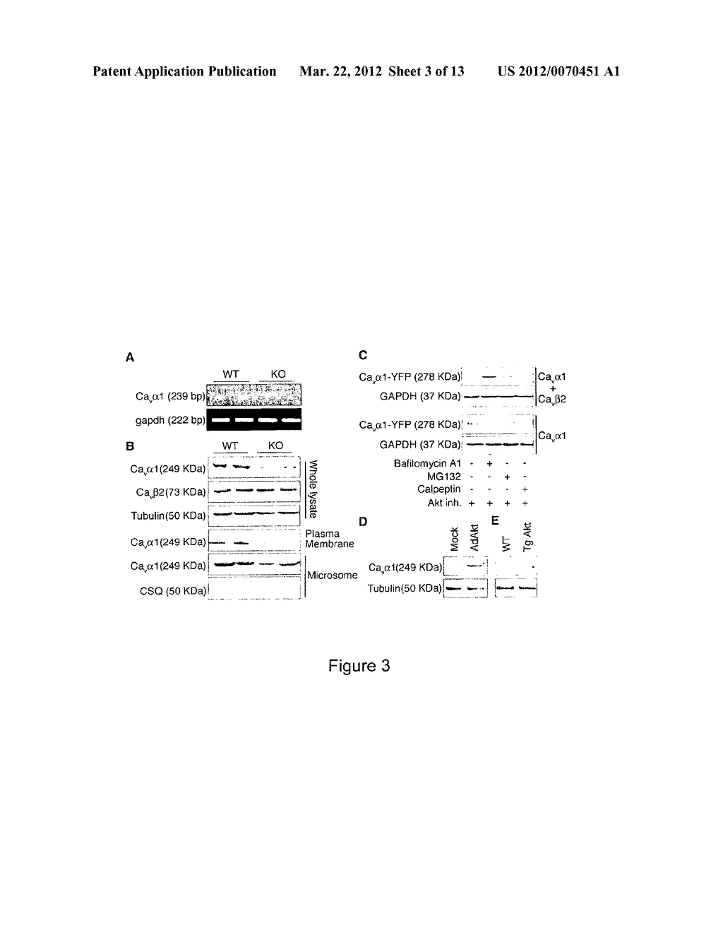 METHODS AND COMPOSITIONS FOR MODULATING CARDIAC CONTRACTILITY - diagram, schematic, and image 04