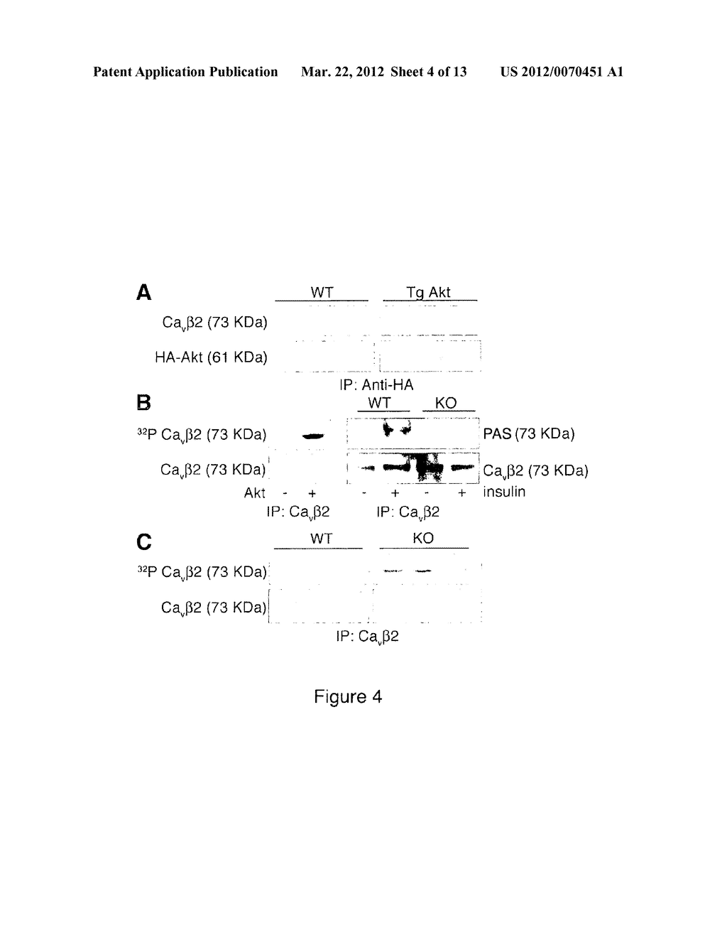 METHODS AND COMPOSITIONS FOR MODULATING CARDIAC CONTRACTILITY - diagram, schematic, and image 05