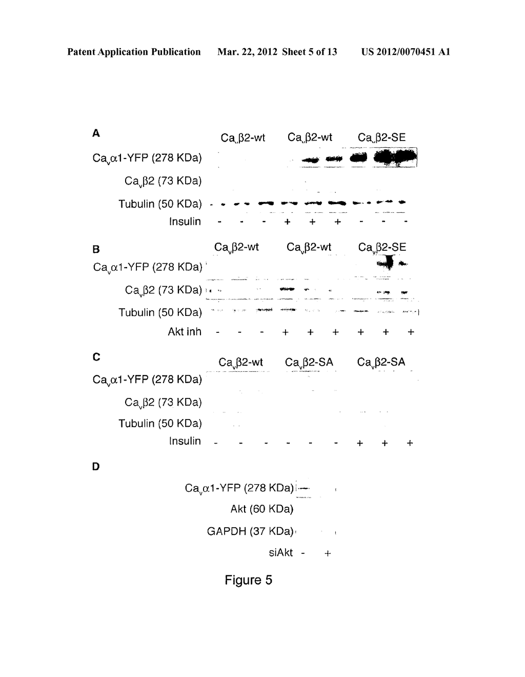 METHODS AND COMPOSITIONS FOR MODULATING CARDIAC CONTRACTILITY - diagram, schematic, and image 06