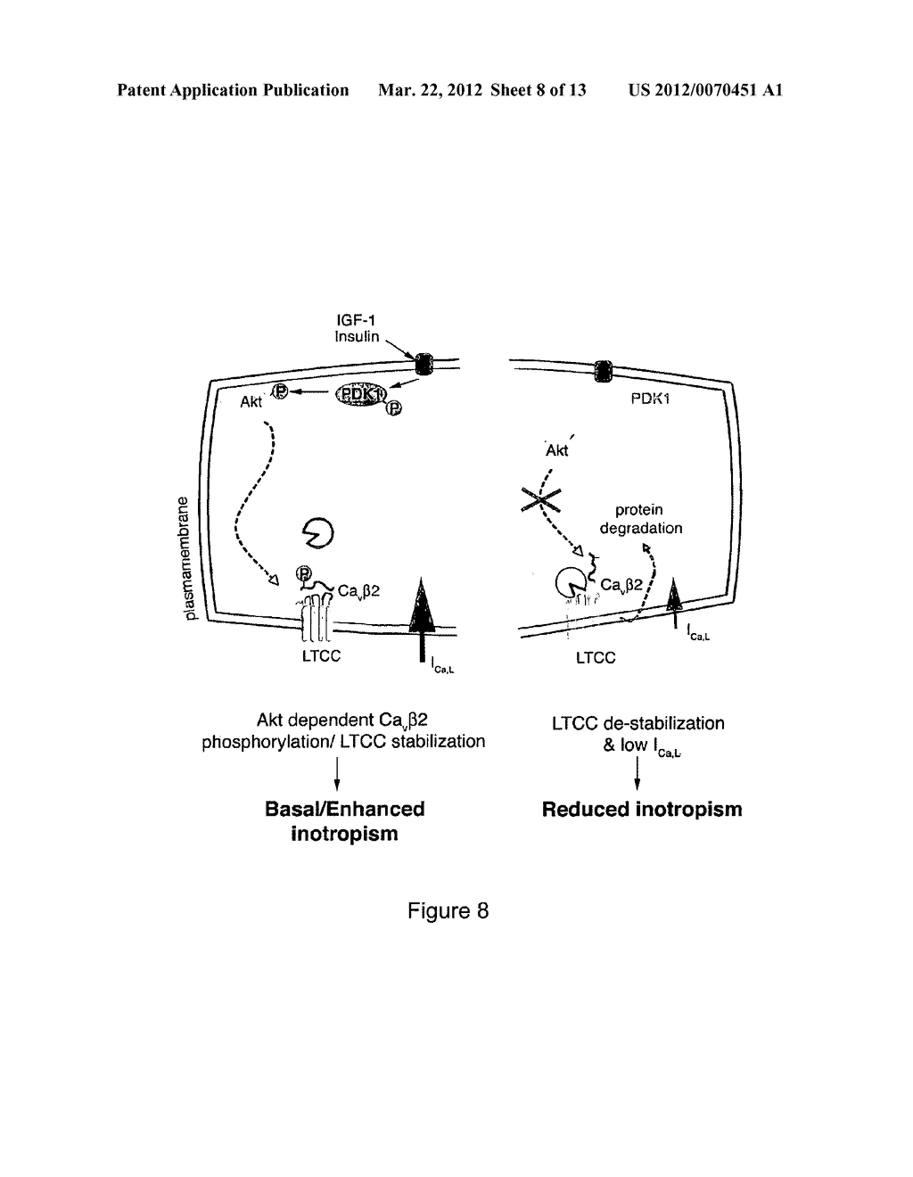 METHODS AND COMPOSITIONS FOR MODULATING CARDIAC CONTRACTILITY - diagram, schematic, and image 09
