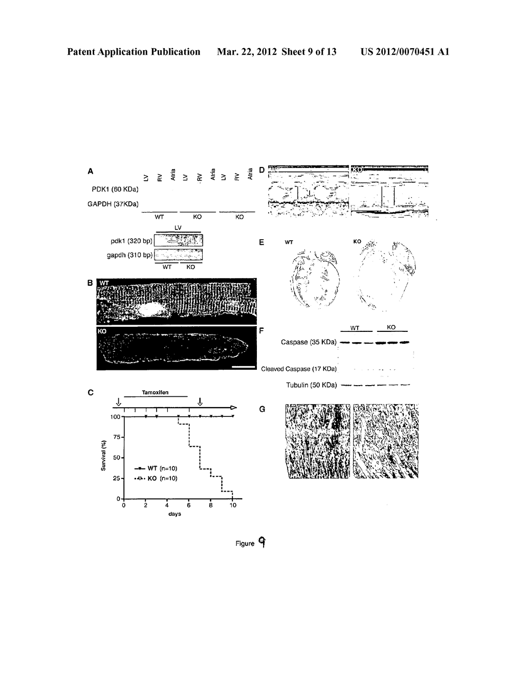 METHODS AND COMPOSITIONS FOR MODULATING CARDIAC CONTRACTILITY - diagram, schematic, and image 10