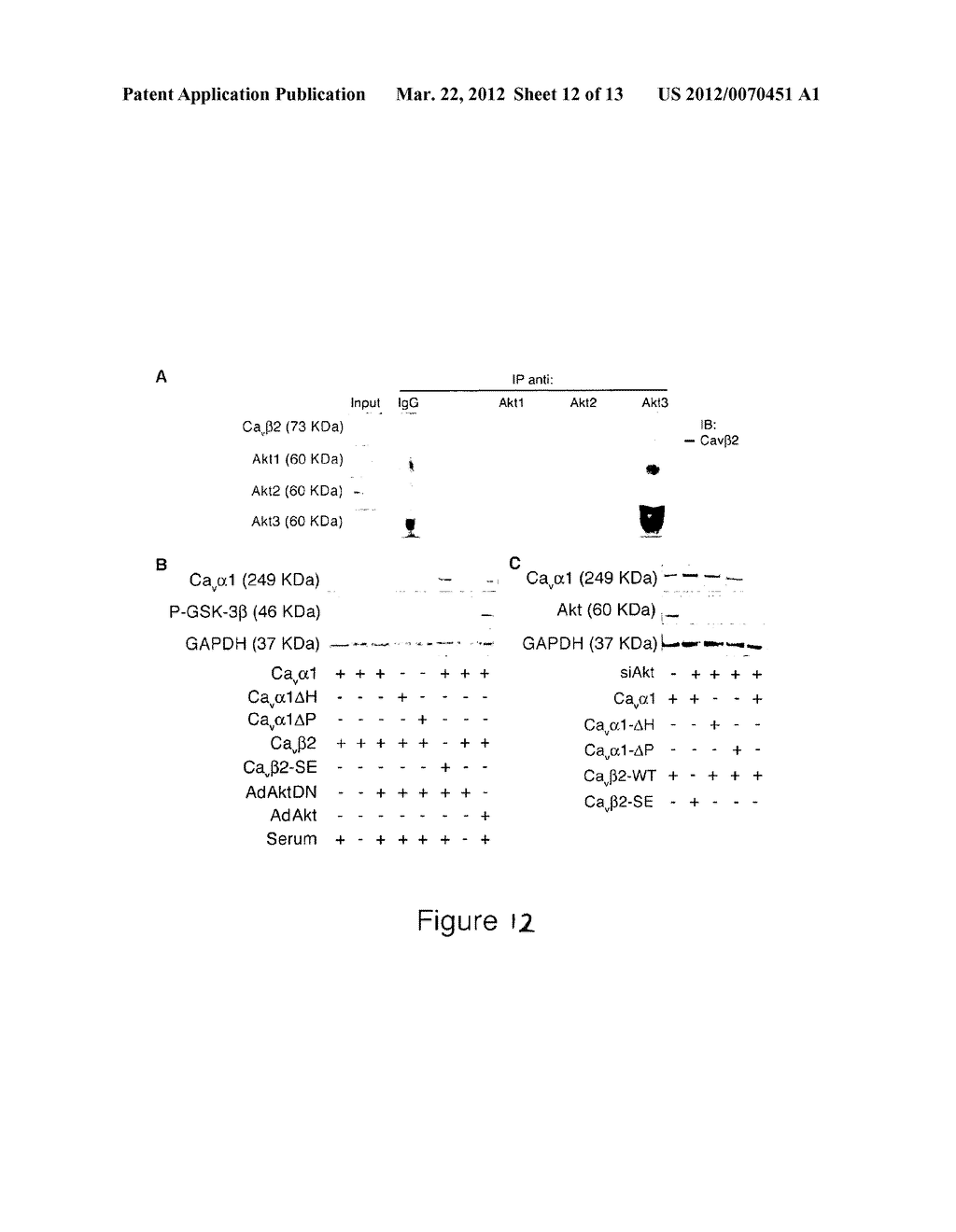 METHODS AND COMPOSITIONS FOR MODULATING CARDIAC CONTRACTILITY - diagram, schematic, and image 13