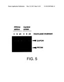 METHODS AND COMPOSITIONS RELATED TO PREFOLDIN AND ITS REGULATION diagram and image