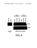 METHODS AND COMPOSITIONS RELATED TO PREFOLDIN AND ITS REGULATION diagram and image