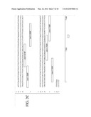 METHODS FOR THE DETECTION AND IDENTIFICATION OF EXTENDED SPECTRUM BETA     LACTAMASES diagram and image