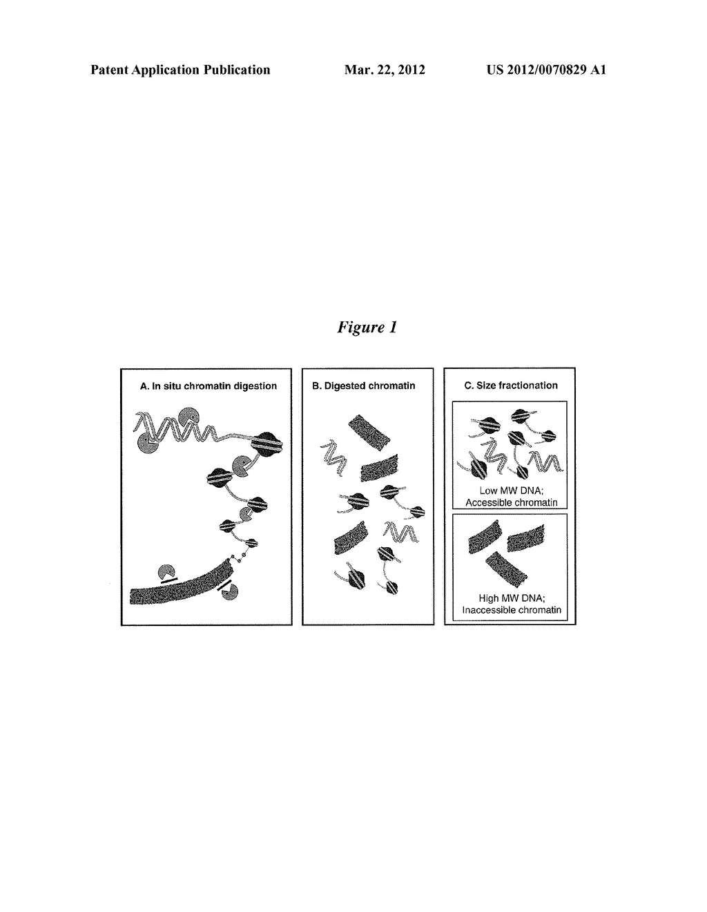 SIZE SELECTION OF DNA FOR CHROMATIN ANALYSIS - diagram, schematic, and image 02