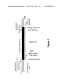 SOYBEAN EVENT MON89788 AND METHODS FOR DETECTION THEREOF diagram and image