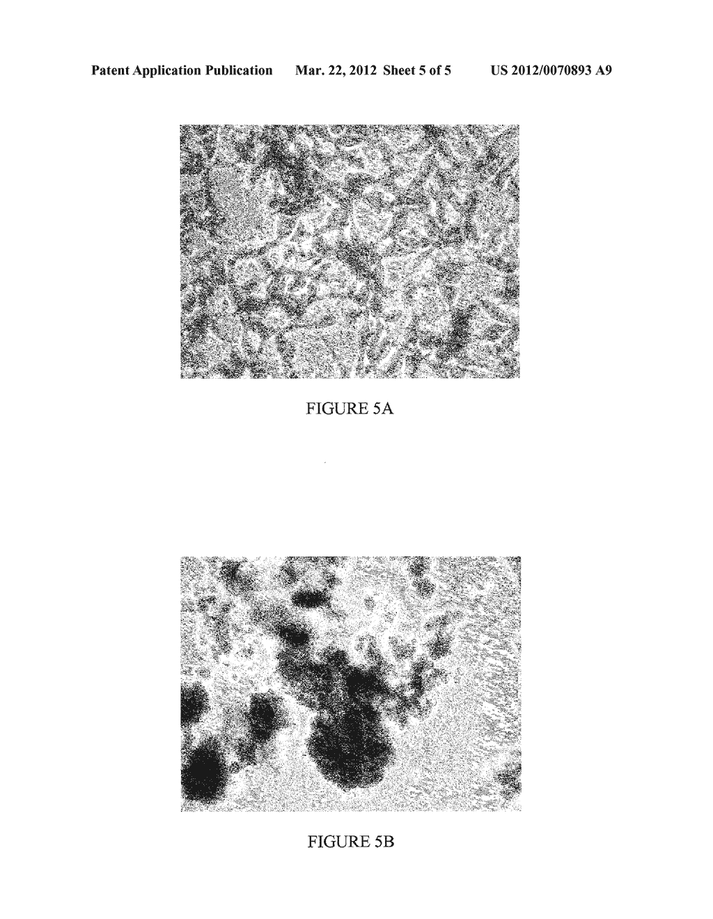 METHODS FOR PRODUCING NONADHERENT AVIAN CELL LINES - diagram, schematic, and image 06