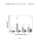 POLYMERIZATION-BASED AMPLIFICATION FOR IMMUNOSTAINING AND BIODETECTION diagram and image