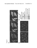 METHODS OF INHIBITING CANCER CELL GROWTH WITH HDAC INHIBITORS AND METHODS     OF SCREENING FOR HDAC10 INHIBITORS diagram and image