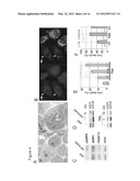 METHODS OF INHIBITING CANCER CELL GROWTH WITH HDAC INHIBITORS AND METHODS     OF SCREENING FOR HDAC10 INHIBITORS diagram and image