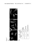 METHODS OF INHIBITING CANCER CELL GROWTH WITH HDAC INHIBITORS AND METHODS     OF SCREENING FOR HDAC10 INHIBITORS diagram and image