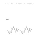 METHODS OF QUANTIFYING N2-(1-CARBOXYETHYL)-2 -DEOXY-GUANOSINE (CEdG) AND     SYNTHESIS OF OLIGONUCLEOTIDES CONTAINING CEdG diagram and image