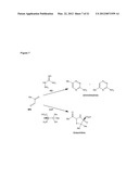 METHODS OF QUANTIFYING N2-(1-CARBOXYETHYL)-2 -DEOXY-GUANOSINE (CEdG) AND     SYNTHESIS OF OLIGONUCLEOTIDES CONTAINING CEdG diagram and image