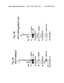 MITOCHONDRIAL LOCALIZATION OF MUC1 diagram and image