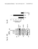 MITOCHONDRIAL LOCALIZATION OF MUC1 diagram and image