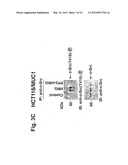 MITOCHONDRIAL LOCALIZATION OF MUC1 diagram and image