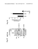 MITOCHONDRIAL LOCALIZATION OF MUC1 diagram and image