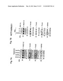 MITOCHONDRIAL LOCALIZATION OF MUC1 diagram and image