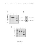 RECOMBINANT FUSION PROTEIN AND POLYNUCLEOTIDE CONSTRUCT FOR IMMUNOTOXIN     PRODUCTION diagram and image