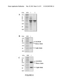 RECOMBINANT FUSION PROTEIN AND POLYNUCLEOTIDE CONSTRUCT FOR IMMUNOTOXIN     PRODUCTION diagram and image