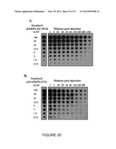 RECOMBINANT FUSION PROTEIN AND POLYNUCLEOTIDE CONSTRUCT FOR IMMUNOTOXIN     PRODUCTION diagram and image