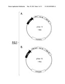 KANAMYCIN ANTISENSE NUCLEIC ACID FOR THE TREATMENT OF CANCER diagram and image