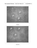 SURFACE ENGINEERING OF TISSUE GRAFT MATERIALS FOR ENHANCED POROSITY AND     CELL ADHESION diagram and image