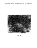 PROCESSING BIOMASS diagram and image