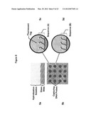 MULTIPLEX Q-PCR ARRAYS diagram and image