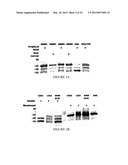 SOLUBLE HLA COMPLEXES FOR USE IN DISEASE DIAGNOSIS diagram and image