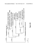 METHOD AND COMPOSITION USING A DUAL SPECIFICITY PROTEIN TYROSINE     PHOSPHATASE AS AN ANTIMALARIAL DRUG TARGET diagram and image