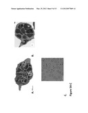 METHOD AND COMPOSITION USING A DUAL SPECIFICITY PROTEIN TYROSINE     PHOSPHATASE AS AN ANTIMALARIAL DRUG TARGET diagram and image