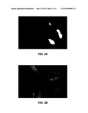 IMAGING METHODS AND COMPOSITIONS COMPRISING FLUORESCENT DYES ASSOCIATED     WITH VIRAL COMPONENTS FOR NERVE IMAGING diagram and image