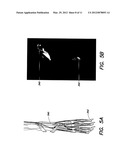 IMAGING METHODS AND COMPOSITIONS COMPRISING FLUORESCENT DYES ASSOCIATED     WITH VIRAL COMPONENTS FOR NERVE IMAGING diagram and image