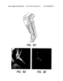 IMAGING METHODS AND COMPOSITIONS COMPRISING FLUORESCENT DYES ASSOCIATED     WITH VIRAL COMPONENTS FOR NERVE IMAGING diagram and image