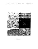 PERIVASCULAR MESENCHYMAL PRECURSOR CELLS diagram and image