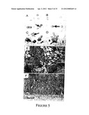 PERIVASCULAR MESENCHYMAL PRECURSOR CELLS diagram and image