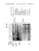 Recombinase Polymerase Amplification diagram and image