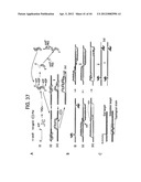 Recombinase Polymerase Amplification diagram and image