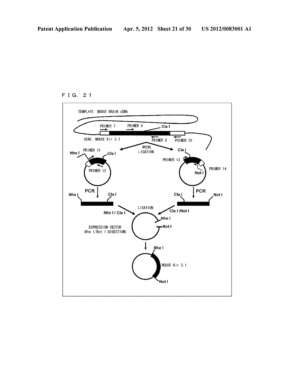 METHOD FOR TRANSPORTING POTASSIUM IONS FROM FRONT SIDE TO BACK SIDE OF     LIPID BILAYER MEMBRANE - diagram, schematic, and image 22