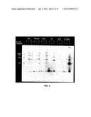 THERMOSTABLE DNA POLYMERASES AND METHODS OF USE diagram and image