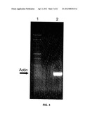 THERMOSTABLE DNA POLYMERASES AND METHODS OF USE diagram and image