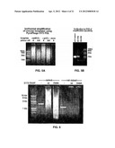 THERMOSTABLE DNA POLYMERASES AND METHODS OF USE diagram and image