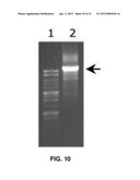 THERMOSTABLE DNA POLYMERASES AND METHODS OF USE diagram and image