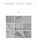 EMBRYONIC STEM CELL LINE AND METHOD FOR PREPARING THE SAME diagram and image