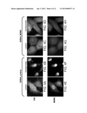 PROTEASOME INHIBITORS AND USES THEREOF diagram and image